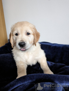 Photo №2 to announcement № 104122 for the sale of golden retriever - buy in Germany private announcement