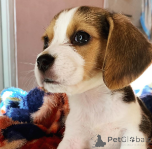 Photo №4. I will sell  in the city of Toronto.  - price - 600$