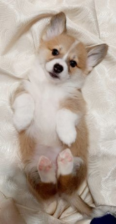 Photo №2 to announcement № 5695 for the sale of welsh corgi - buy in Ukraine private announcement