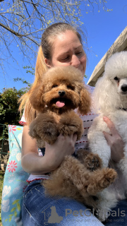 Additional photos: There are 2 White boys, 5 months old, and One Black Coal (color) Poodle teacup,