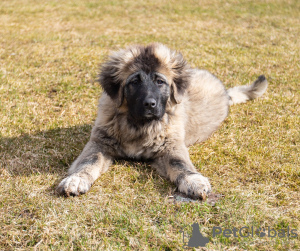 Photo №4. I will sell caucasian shepherd dog in the city of Огре. breeder - price - 264$
