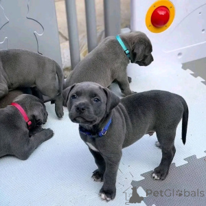 Photo №2 to announcement № 139040 for the sale of american pit bull terrier - buy in Germany private announcement, breeder