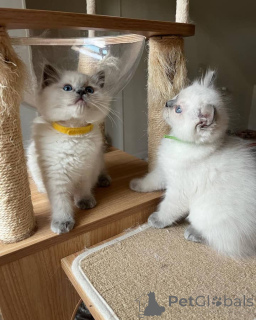 Photo №1. ragdoll - for sale in the city of Florida | 300$ | Announcement № 135876