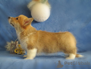 Photo №3. Gorgeous Pembroke Welsh Corgi Puppies.. Ukraine