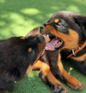 Photo №3. Contact Rottweiler-Welpen zu verkaufen... WhatsApp 44 7453 907158. Germany