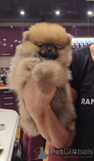 Additional photos: POMERANIAN, purebred puppies