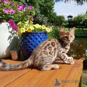 Photo №2 to announcement № 150364 for the sale of bengal cat - buy in Germany breeder