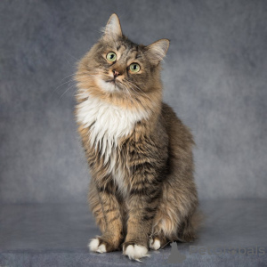 Additional photos: Charming cat Sparrow is looking for a home.