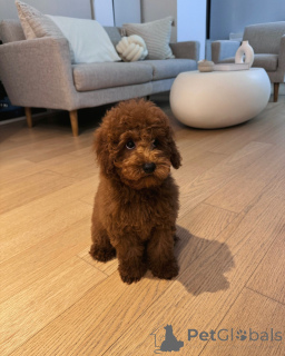 Photo №1. poodle (toy) - for sale in the city of Munich | negotiated | Announcement № 156493