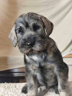 Photo №4. I will sell standard schnauzer in the city of Stara Pazova.  - price - negotiated