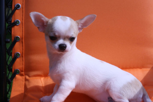 Photo №1. chihuahua - for sale in the city of Yaroslavl | Negotiated | Announcement № 3296