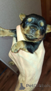 Photo №3. Miniature Yorki.. Latvia