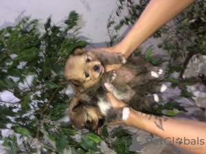 Photo №2 to announcement № 23570 for the sale of  - buy in Belarus private announcement