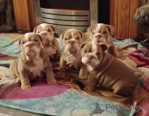 Photo №1. english bulldog - for sale in the city of Dragsvik | Is free | Announcement № 129330