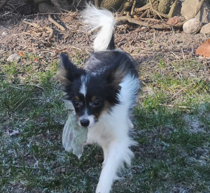 Photo №2 to announcement № 5457 for the sale of papillon dog - buy in Lithuania from nursery