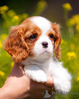 Photo №2 to announcement № 80864 for the sale of cavalier king charles spaniel - buy in Germany private announcement