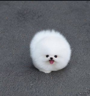 Photo №1.  - for sale in the city of Warsaw | Is free | Announcement № 164059