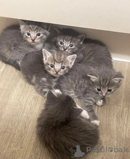 Photo №1. american shorthair - for sale in the city of Birkenwerder | 361$ | Announcement № 173907