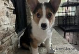 Photo №1. welsh corgi - for sale in the city of Berlin | Is free | Announcement № 126265