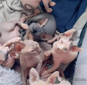 Photo №1. sphynx cat - for sale in the city of Антверпен | Is free | Announcement № 112775