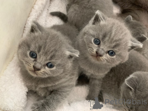 Photo №4. I will sell scottish fold in the city of Cologne. private announcement - price - 317$