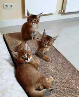 Photo №1. caracal - for sale in the city of Nuuk | negotiated | Announcement № 169484