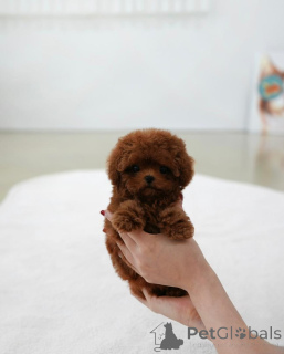 Photo №1. poodle (toy) - for sale in the city of Helsinki | 568$ | Announcement № 158132