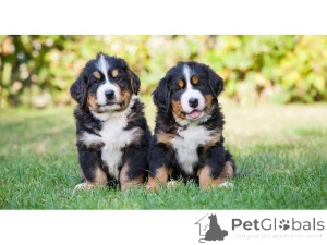 Photo №1. bernese mountain dog - for sale in the city of Beilngries | 361$ | Announcement № 171426