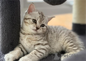 Photo №1. british shorthair - for sale in the city of Ibbenbüren | 329$ | Announcement № 153770