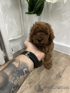 Photo №3. Top quality toy poodle. Serbia