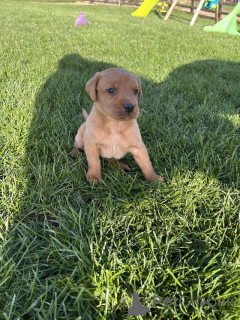 Photo №4. I will sell labrador retriever in the city of Manchester. breeder - price - negotiated