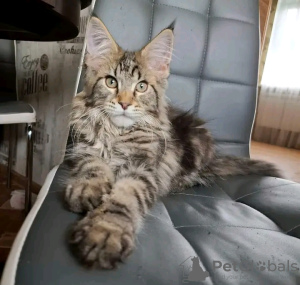 Photo №3. Healthy cute adorable Maine coon kittens available now for sell. United States