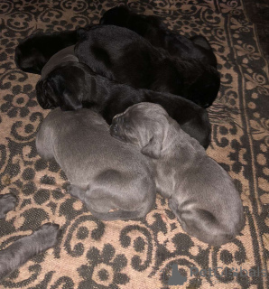 Photo №2 to announcement № 67576 for the sale of cane corso - buy in Austria private announcement