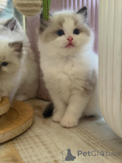 Photo №2 to announcement № 170004 for the sale of ragdoll - buy in Germany breeder