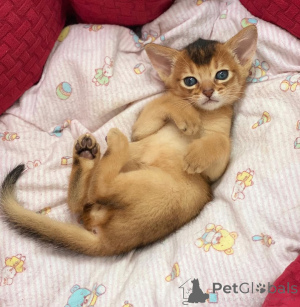 Photo №1. abyssinian cat - for sale in the city of Aachen | 361$ | Announcement № 164551
