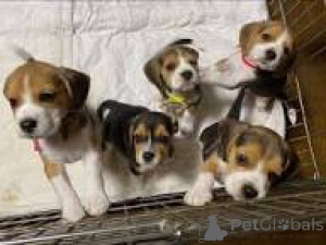 Photo №2 to announcement № 165717 for the sale of beagle - buy in United Kingdom private announcement, breeder