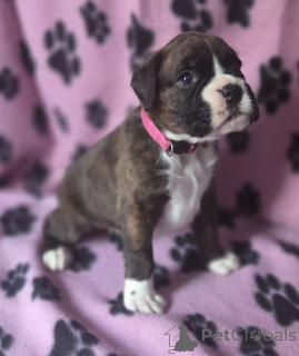 Photo №1. boxer - for sale in the city of ØSLØS | negotiated | Announcement № 169986