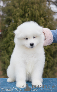 Photo №1. samoyed dog - for sale in the city of Izhevsk | 800$ | Announcement № 8239