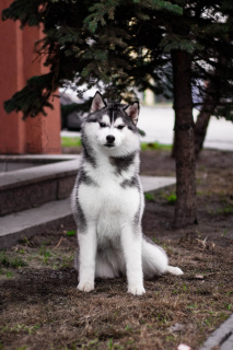 Photo №1. siberian husky - for sale in the city of Kopeisk | 399$ | Announcement № 2220