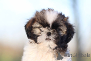 Photo №3. Adorable chiot Shih Tzu a donner. France