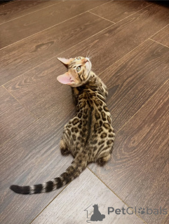 Photo №2 to announcement № 171199 for the sale of bengal cat - buy in Switzerland breeder