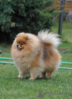 Photo №3. Pomeranian spitz LKD/FCI puppy. Austria