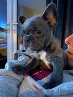 Photo №1. french bulldog - for sale in the city of Калифорния Сити | 400$ | Announcement № 31237