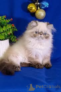 Photo №2 to announcement № 166622 for the sale of himalayan cat - buy in Belgium private announcement, breeder