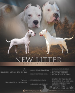 Photo №1. dogo argentino - for sale in the city of Москва | negotiated | Announcement № 18409