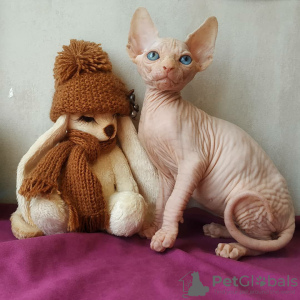 Photo №1. sphynx-katze - for sale in the city of Kharkov | negotiated | Announcement № 10675