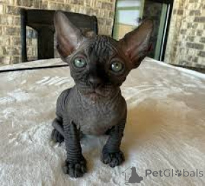 Photo №3. Sphynx-Kätzchen zu verkaufen. France