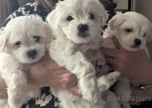 Photo №1. maltese dog - for sale in the city of Bonn | 424$ | Announcement № 149688