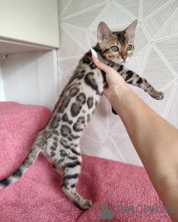 Photo №2 to announcement № 53344 for the sale of bengal cat - buy in Belarus from nursery, breeder
