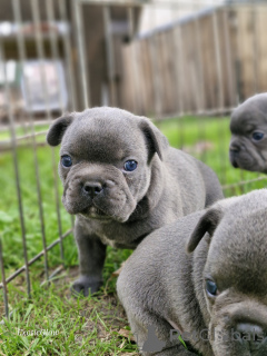 Photo №3. French bulldog in blue color. Belarus